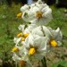 Fleurs de pomme de terre